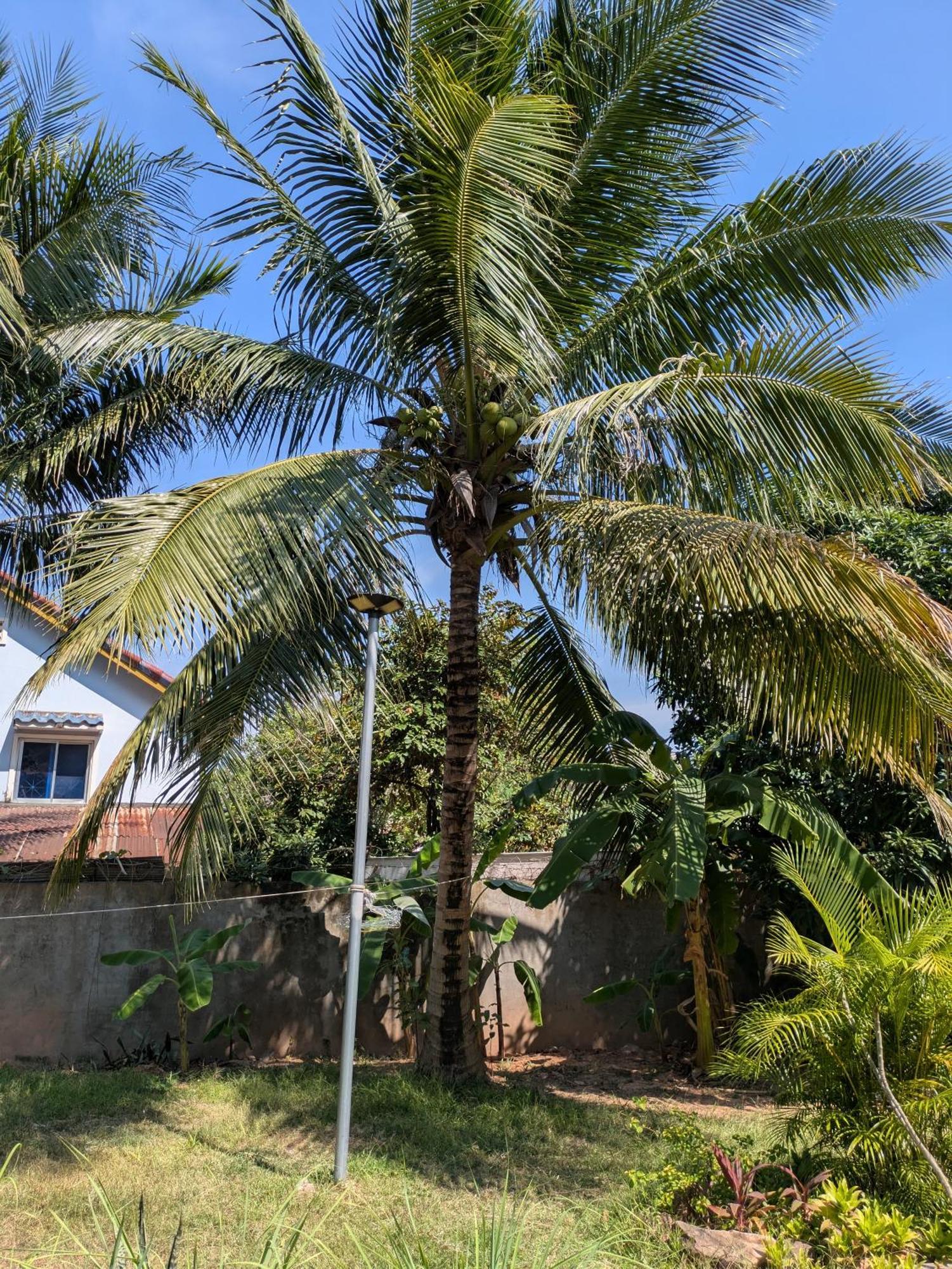 Coconut Lodge Kampot Exterior foto